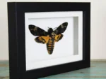 Death's-Head Hawkmoth - Image 3