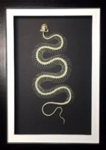 Dendrelaphis-pictus-Snake-Skeleton-in-a-Frame