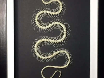 Dendrelaphis-pictus-Snake-Skeleton-in-a-Frame