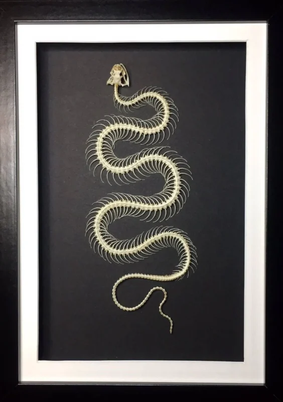 Dendrelaphis-pictus-Snake-Skeleton-in-a-Frame