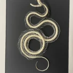 Dendrelaphis-pictus-Snake-Skeleton-in-a-Frame