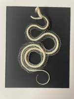 Dendrelaphis-pictus-Snake-Skeleton-in-a-Frame