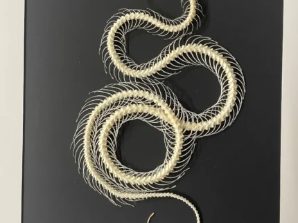 Dendrelaphis-pictus-Snake-Skeleton-in-a-Frame