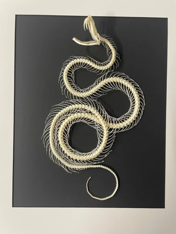 Dendrelaphis-pictus-Snake-Skeleton-in-a-Frame