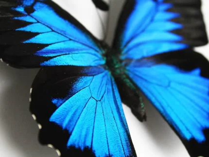 Papilio ulyssesButterflies-in-a-Frame