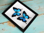 Papilio ulyssesButterflies-in-a-Frame
