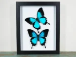 Papilio ulysses Butterflies-in-a-Frame