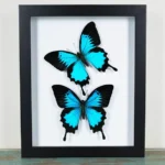 Papilio ulysses Butterflies-in-a-Frame