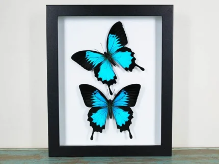 Papilio ulysses Butterflies-in-a-Frame