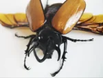 Five Horned Rhino Beetle in a Frame