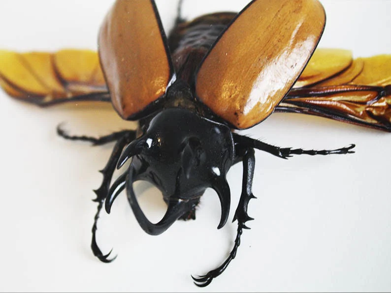 Five Horned Rhino Beetle in a Frame