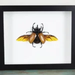 Five Horned Rhino Beetle in a Frame