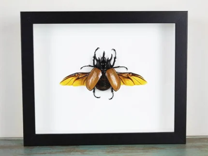 Five Horned Rhino Beetle in a Frame
