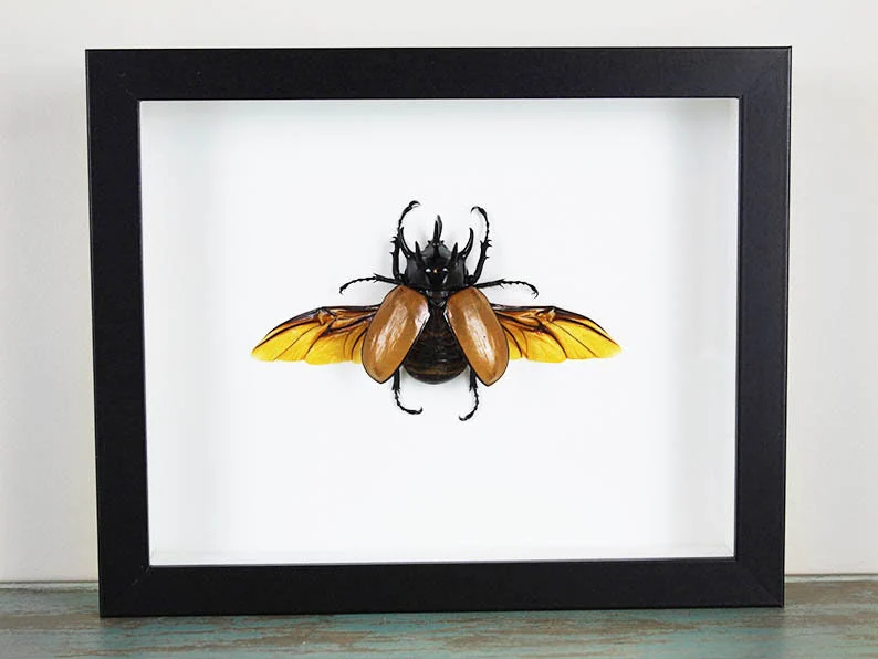 Five Horned Rhino Beetle in a Frame