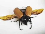 Five Horned Rhino Beetle in a Frame