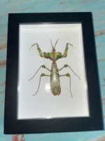 Giant Devil's Flower Mantis