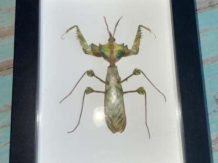 Giant Devil's Flower Mantis
