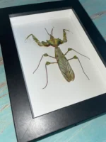 Giant Devil's Flower Mantis