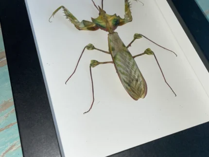 Giant Devil's Flower Mantis