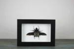 Goliath Beetle Framed