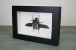 Goliath Beetle Framed