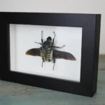 Goliath Beetle Framed