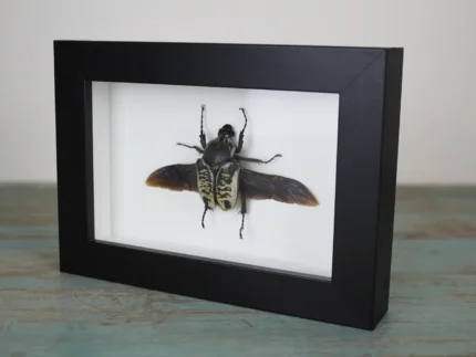 Goliath Beetle Framed