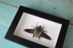 Goliath Beetle Framed