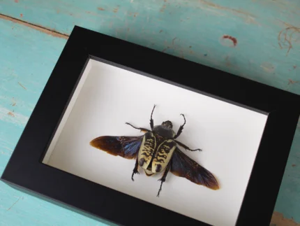 Goliath Beetle Framed