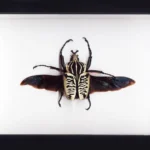 Goliathus-Beetle-Framed