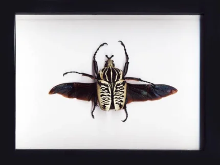 Goliathus-Beetle-Framed
