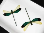 Green Damselflies in a frame