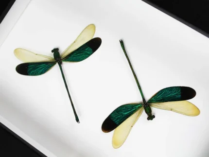 Green Damselflies in a frame