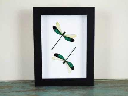 Green Damselflies in a frame