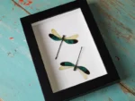 Green Damselflies in a frame