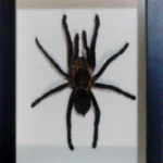 The Misunderstood Thailand Tarantula