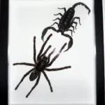 Species: Haplomia minax (Spider) vs. Heterometreus spinifer (Scorpion)