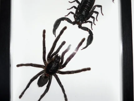 Species: Haplomia minax (Spider) vs. Heterometreus spinifer (Scorpion)
