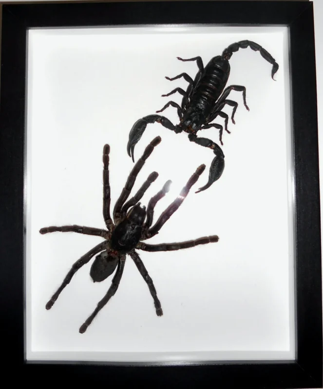 Species: Haplomia minax (Spider) vs. Heterometreus spinifer (Scorpion)