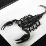 Heterometreus spinifer Scorpion in a Frame