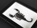 Heterometreus spinifer Scorpion in a Frame