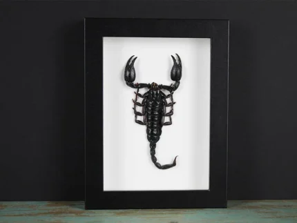 Heterometreus spinifer Scorpion in a Frame