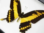 King-swallowtail-butterfly-in-a-Frame