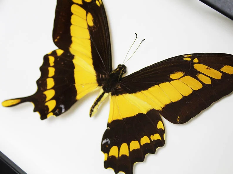 King-swallowtail-butterfly-in-a-Frame