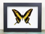 King-swallowtail-butterfly-in-a-Frame
