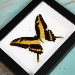 King-swallowtail-butterfly-in-a-Frame