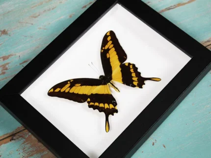 King-swallowtail-butterfly-in-a-Frame