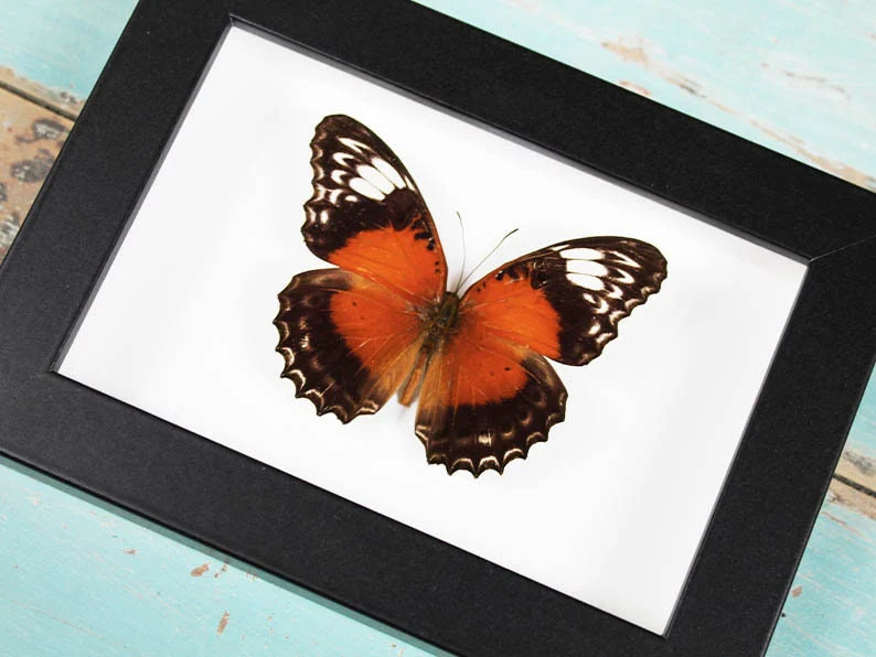 The Fiery Lacewing Butterfly
