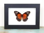 The Fiery Lacewing Butterfly
