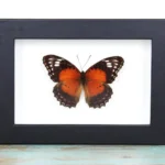 The Fiery Lacewing Butterfly